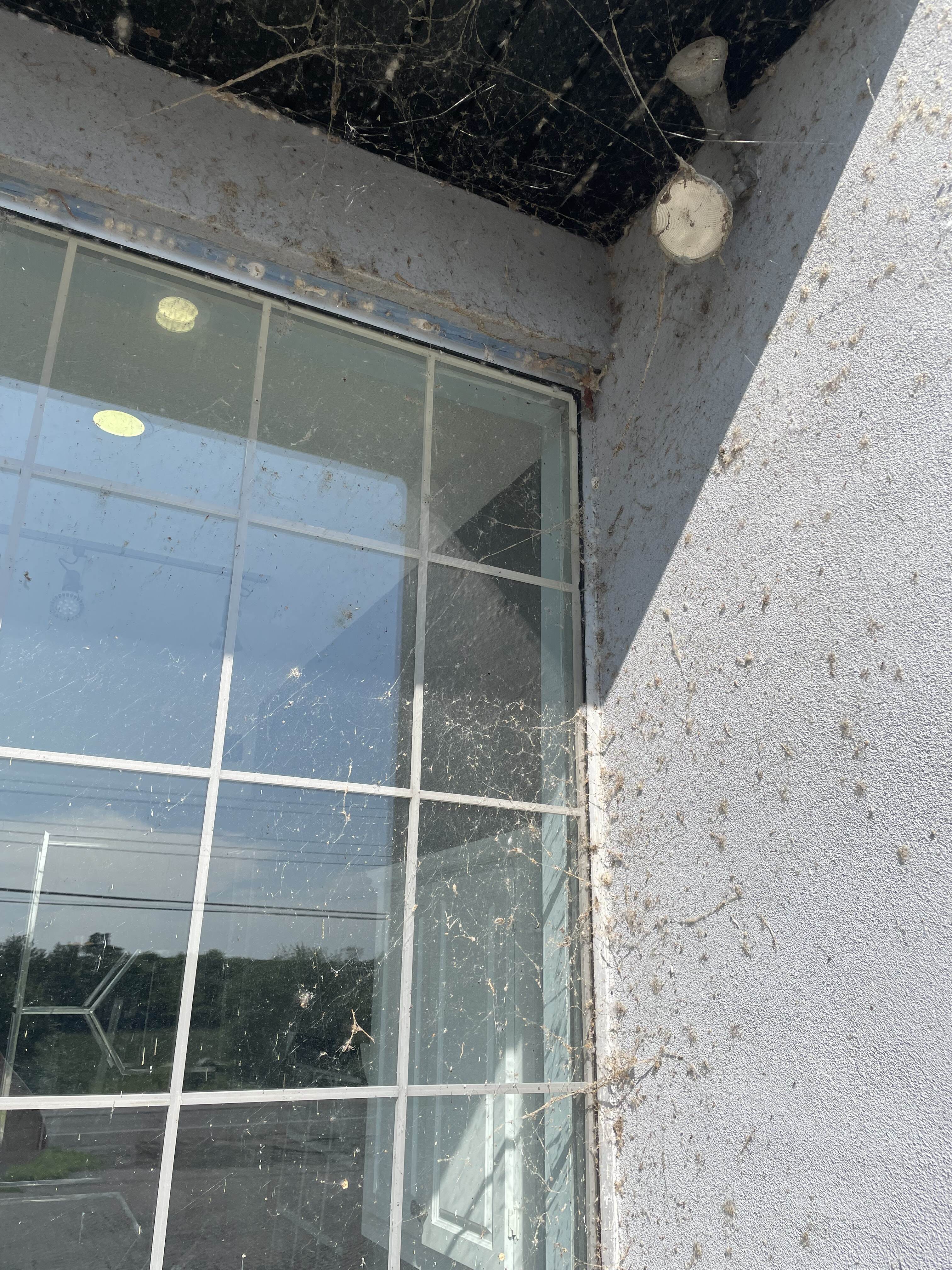 Cobwebs and Windows in Oshweken, Six Nations